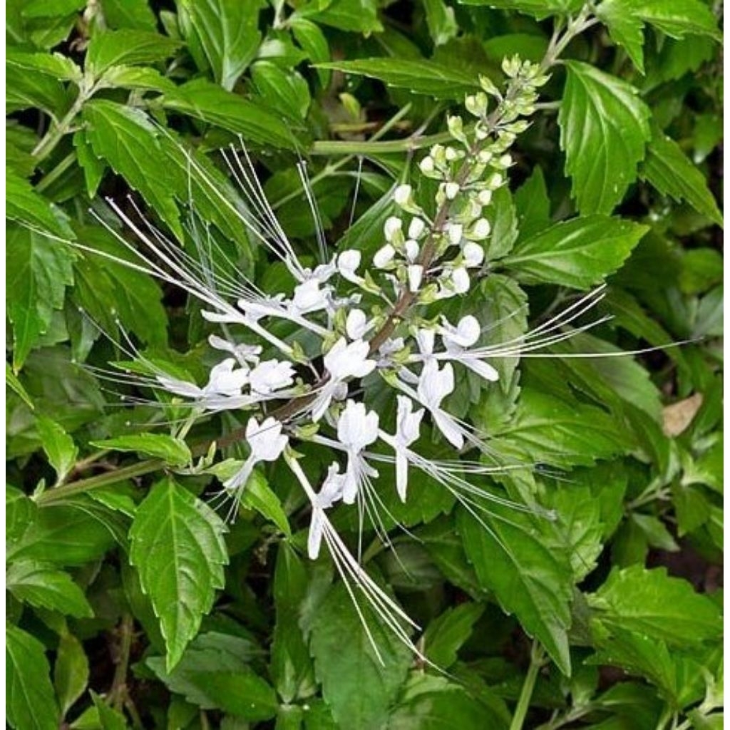 

daun kumis kucing segar herbal asli Indonesia berat 1 kg