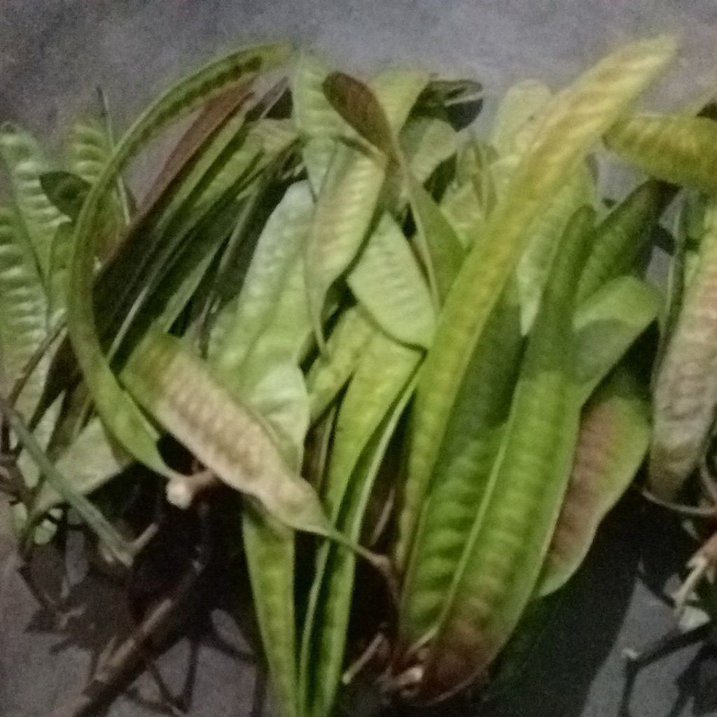 

pete cina segar per 500grsm