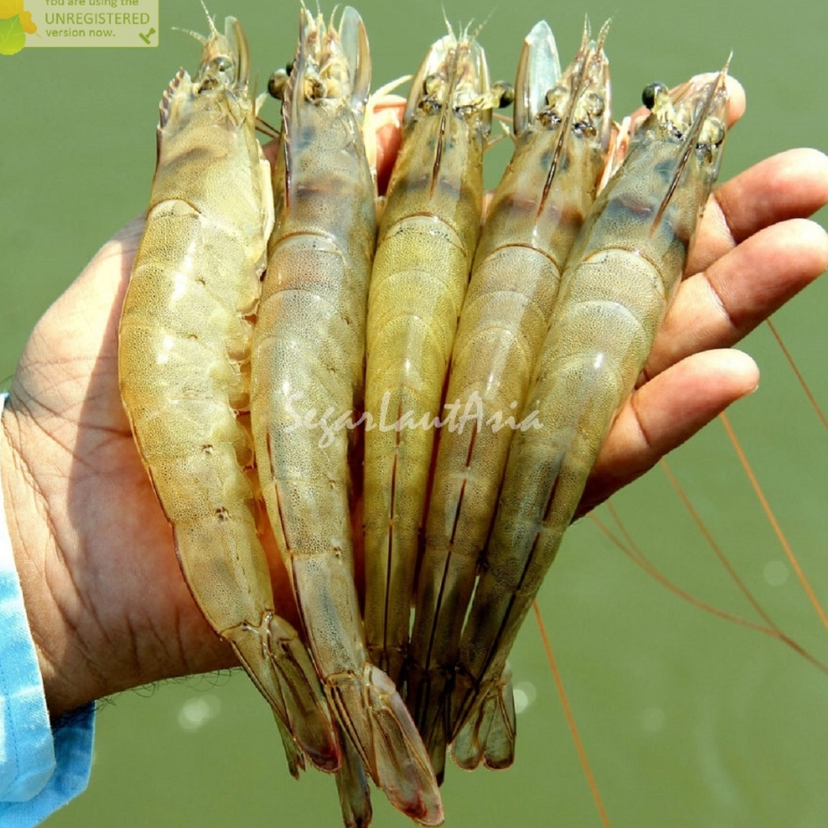 

Udang Vaname Segar 1Kg Udang Vaname Utuh All Variant Vanamei Shrimp