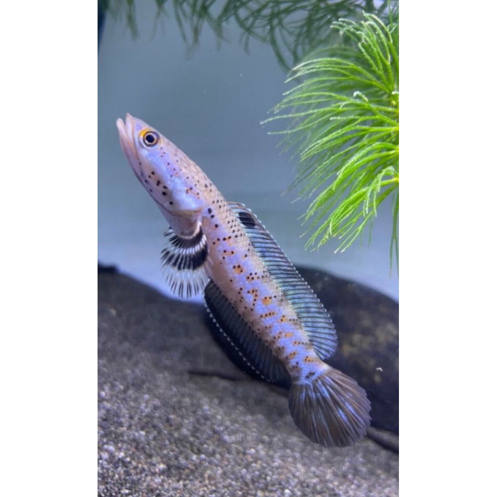 stiker chana blue pulcra 8-10 cm bahan kontes/fulldot &yellow spot