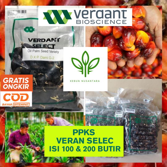 BIBIT POLONG KECAMBAH SAWIT VERDANT SELECT UNGGUL TERLARIS BIBIT SAWIT SULTAN VERDANT SELECT ASLI