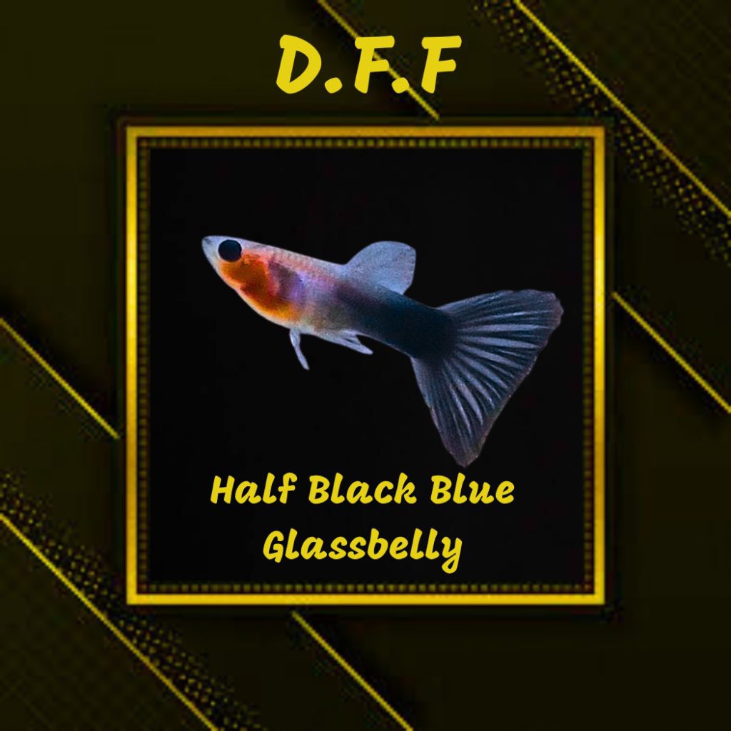 

BOX STEROFOAM -HB BLUE GB