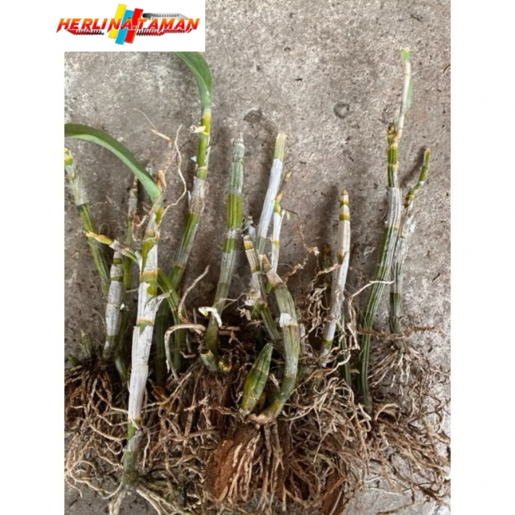 Batang Anggrek Dendrobium Dewasa-Tangkai Anggrek Dendrobium Dewasa