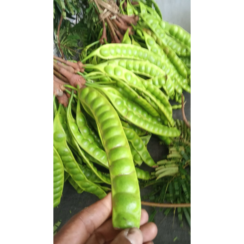 

Pete tua fress 3 lonjor