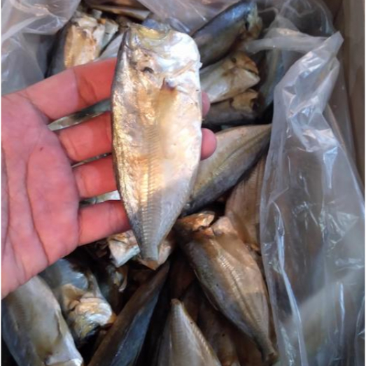 

Asin peda buntung PerOns | JBP_Fresh