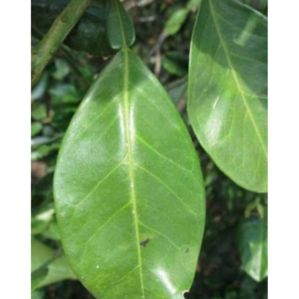 

Daun jeruk bali jeruk besar segar 100 gram