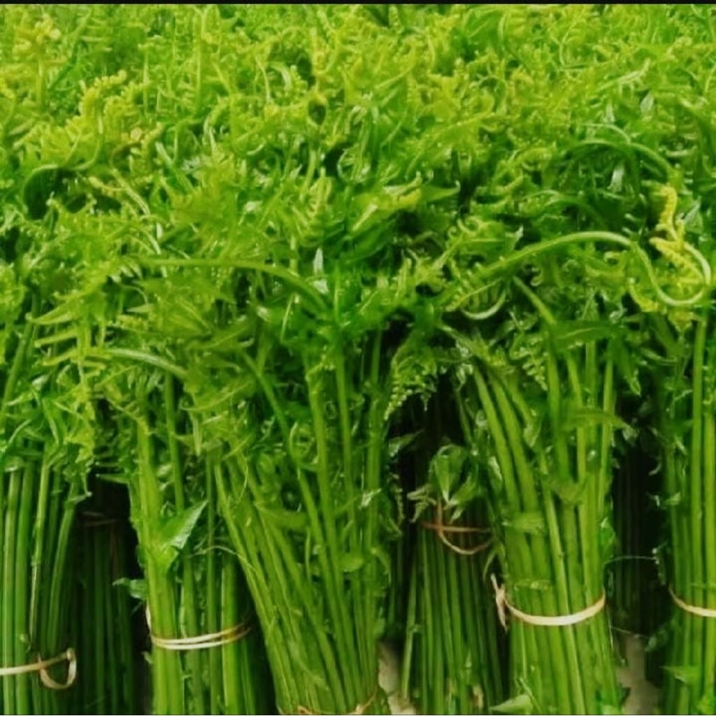 

Pakis Sayur Segar 250 Gram Fresh