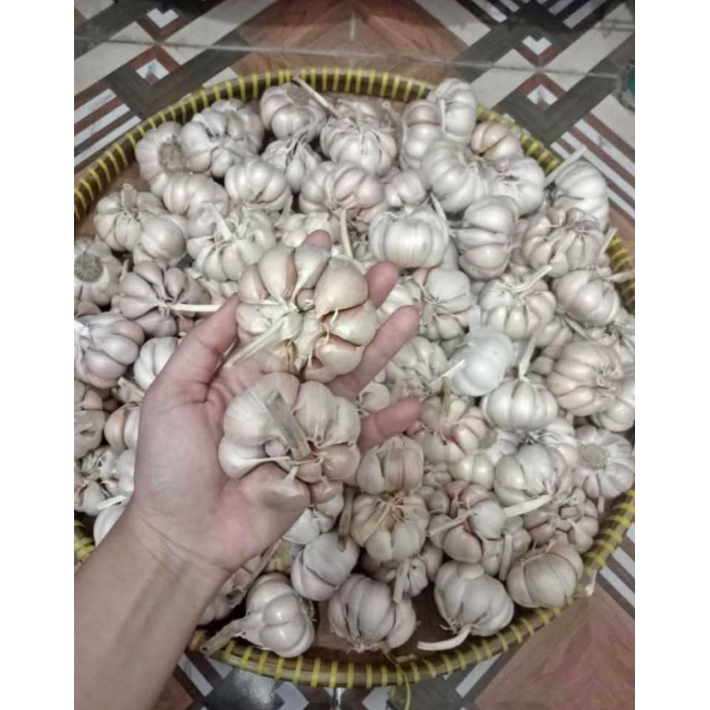 

Bawang putih murah