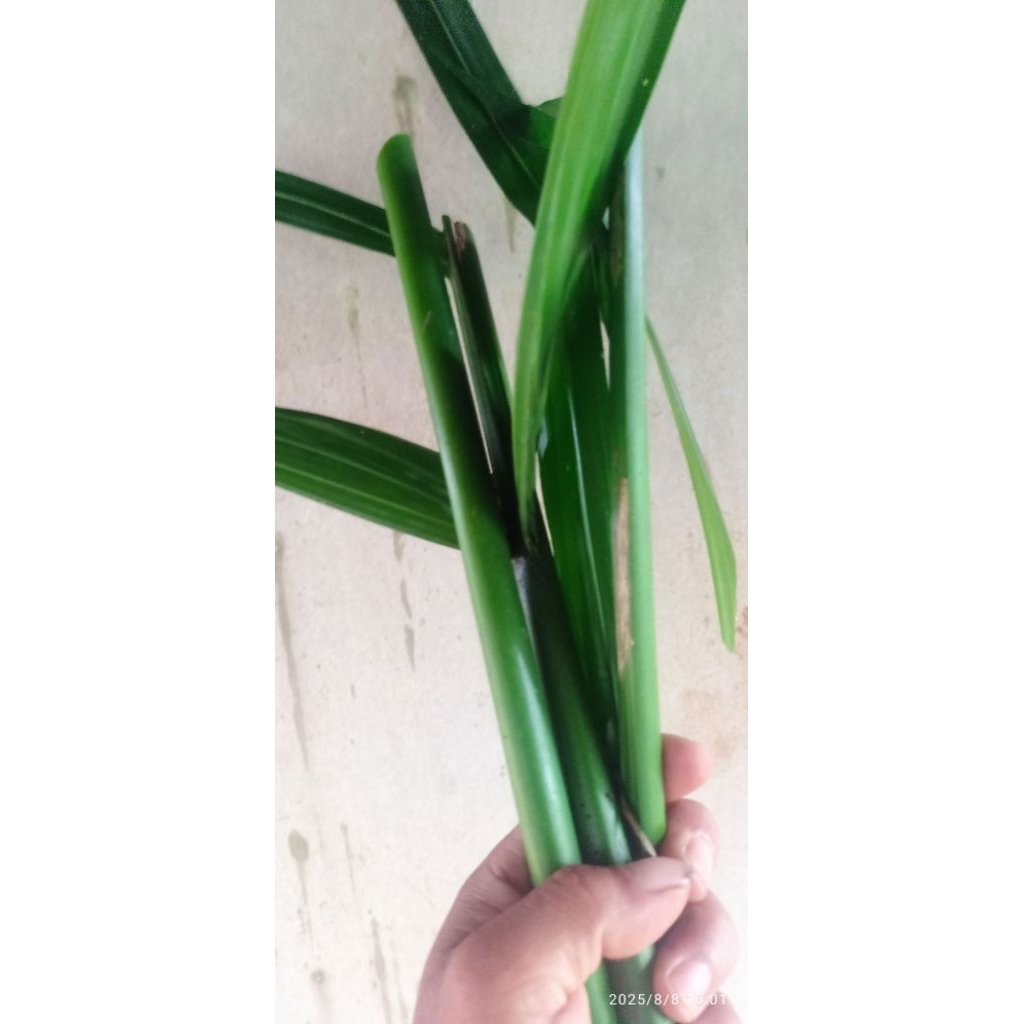 

pelapah|daunpinang segar 500g