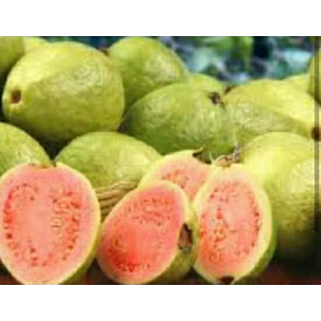 

Jambu merah kemasan cantik 1 kg