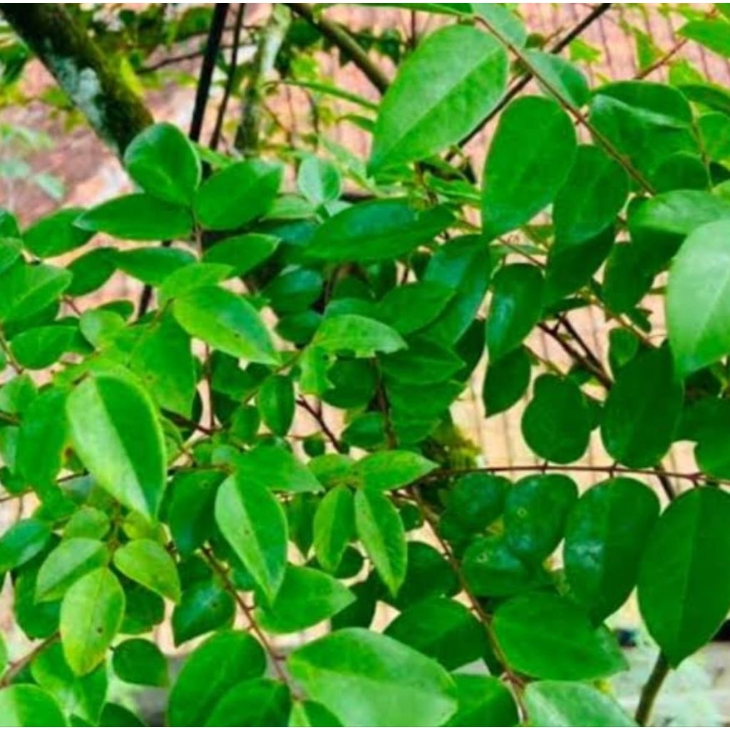 

Daun belimbing segar alami Petik Langsung 14500 gram