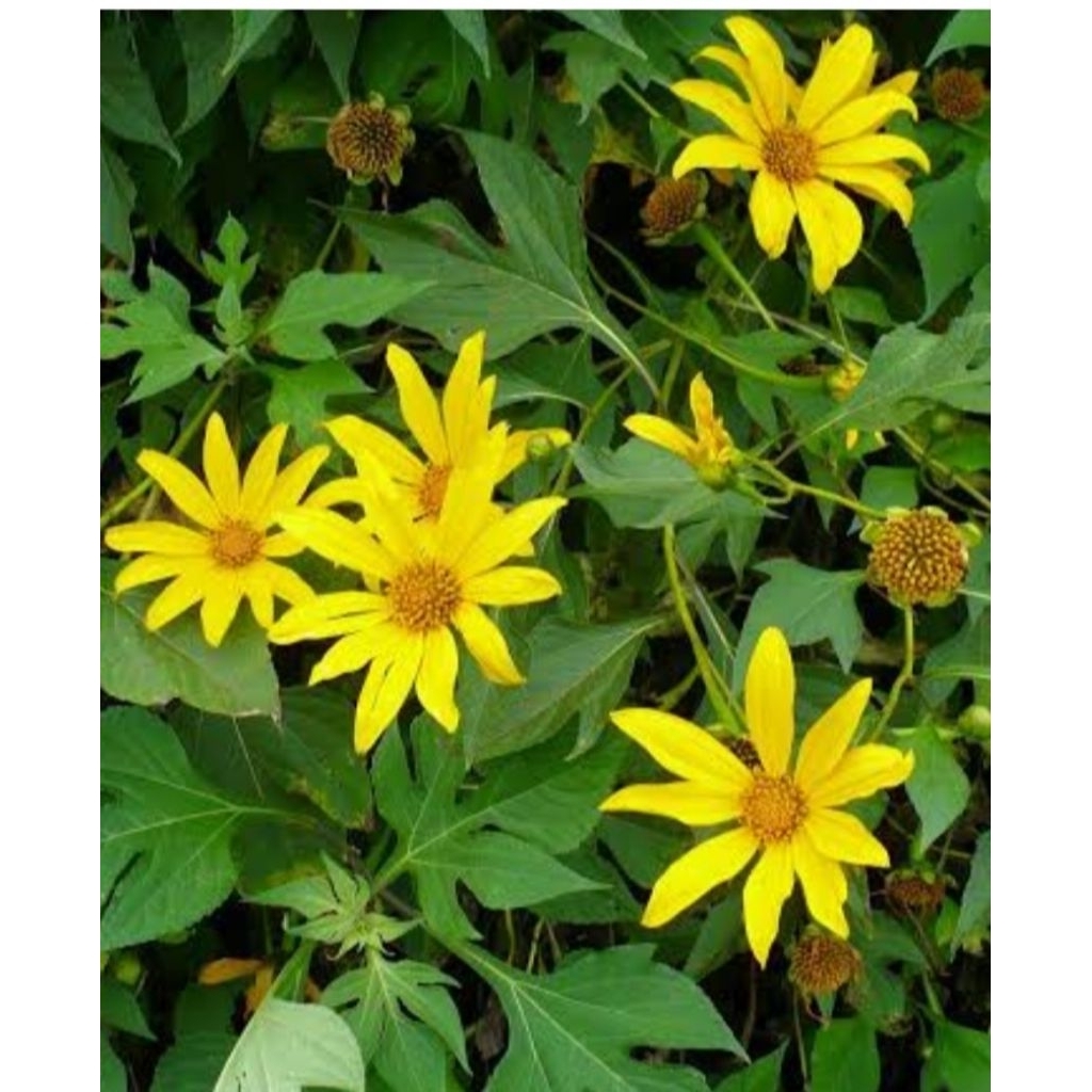 

Bungga insulin segar alami Petik Langsung 100 gram