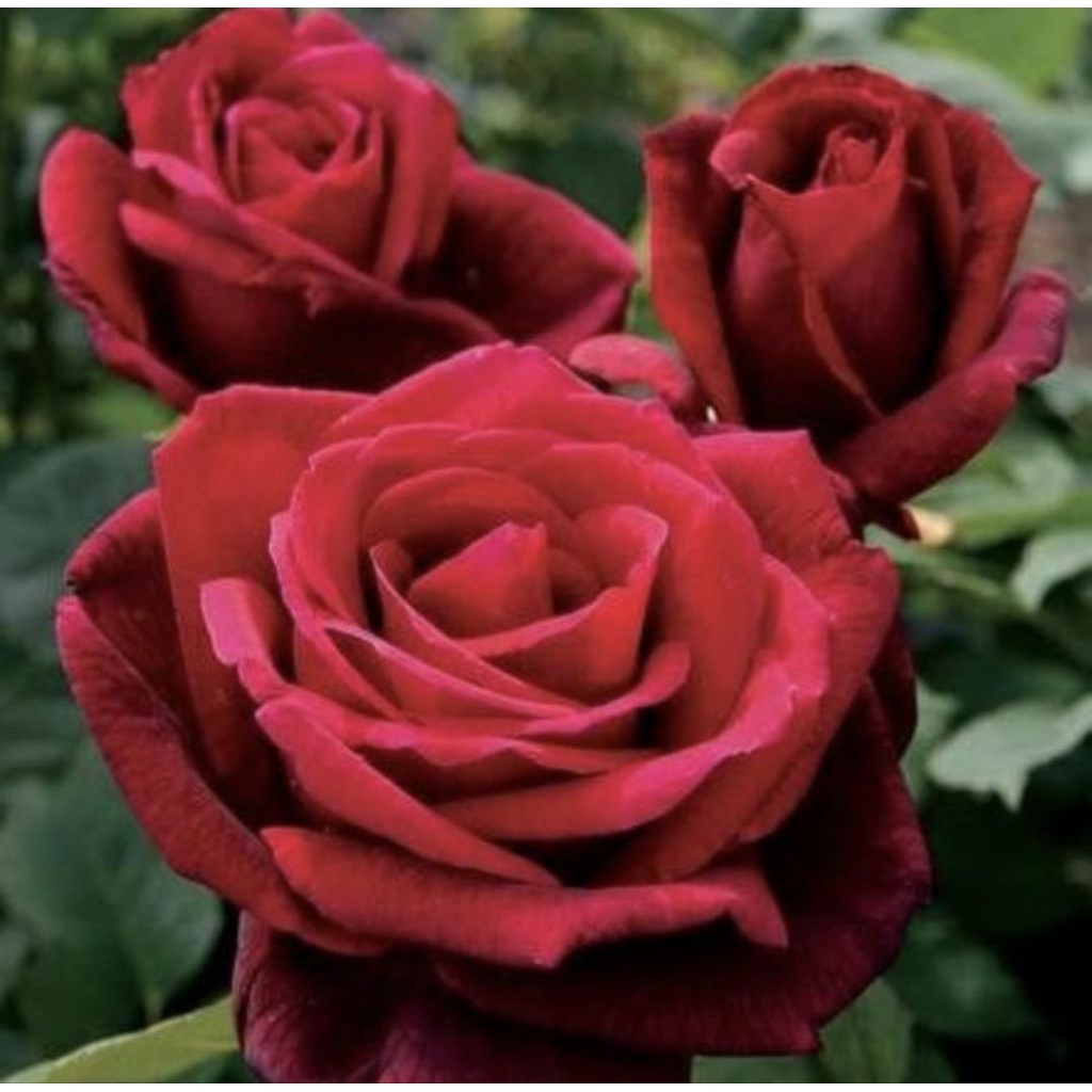 Pohon Bunga Mawar Merah Jumbo Tanaman Hias Pohon Bunga Mawar Merah Besar