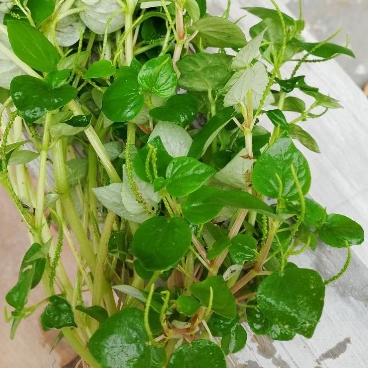 

Daun Sirih Cina Segar