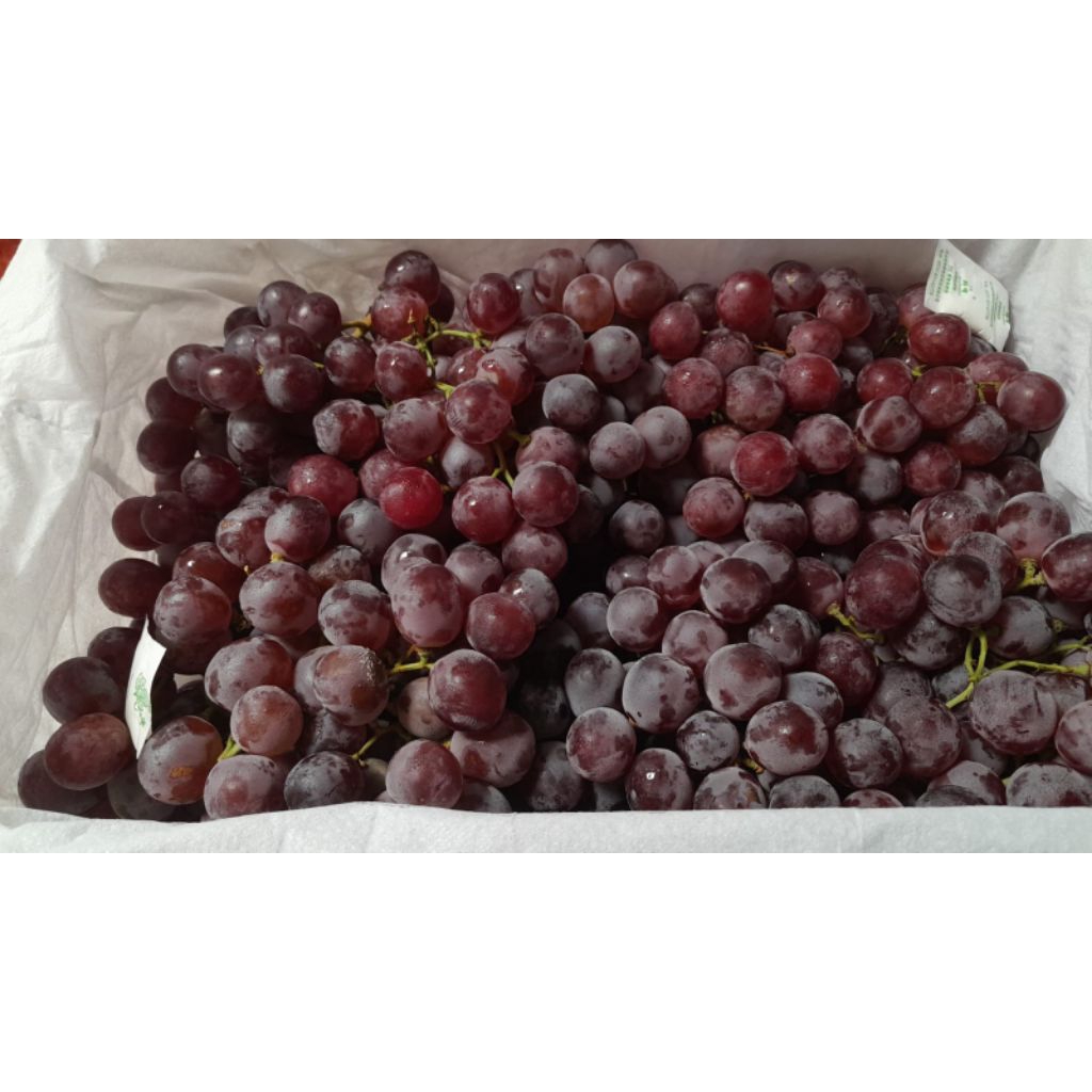 

Buah anggur red globe 1 kg