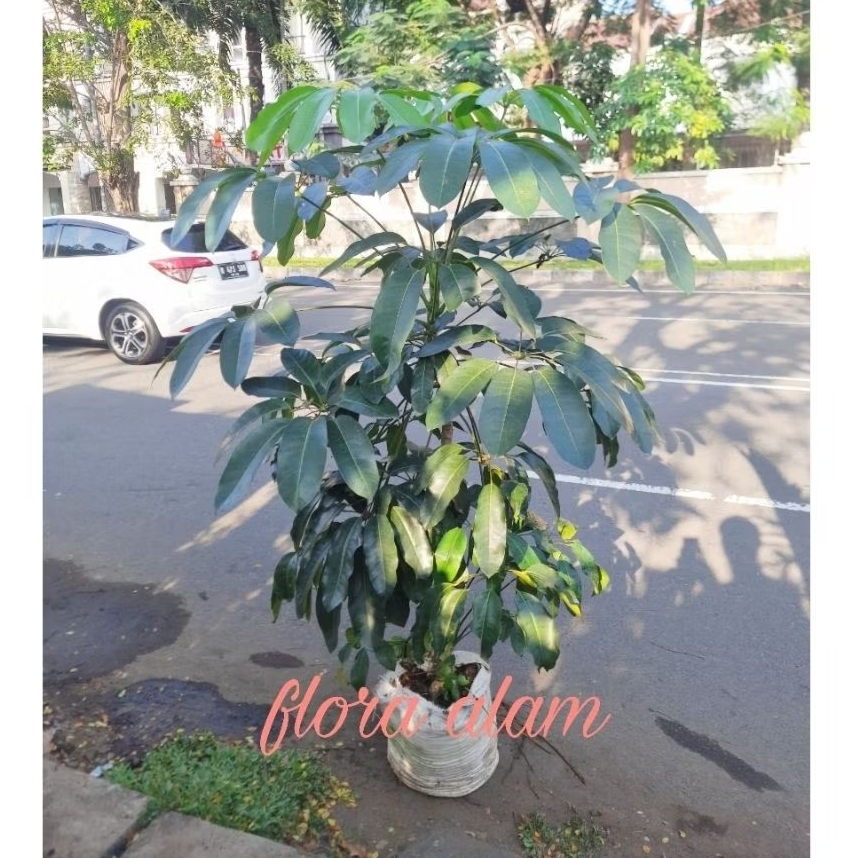 Tanaman Walisongo Daun Hijau Tinggi