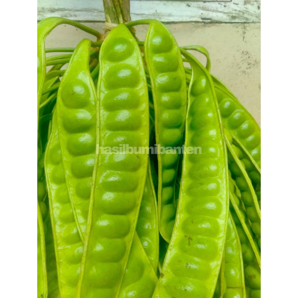 

PETE PETAI TUA SUPER ISI 70 PAPAN LONJOR