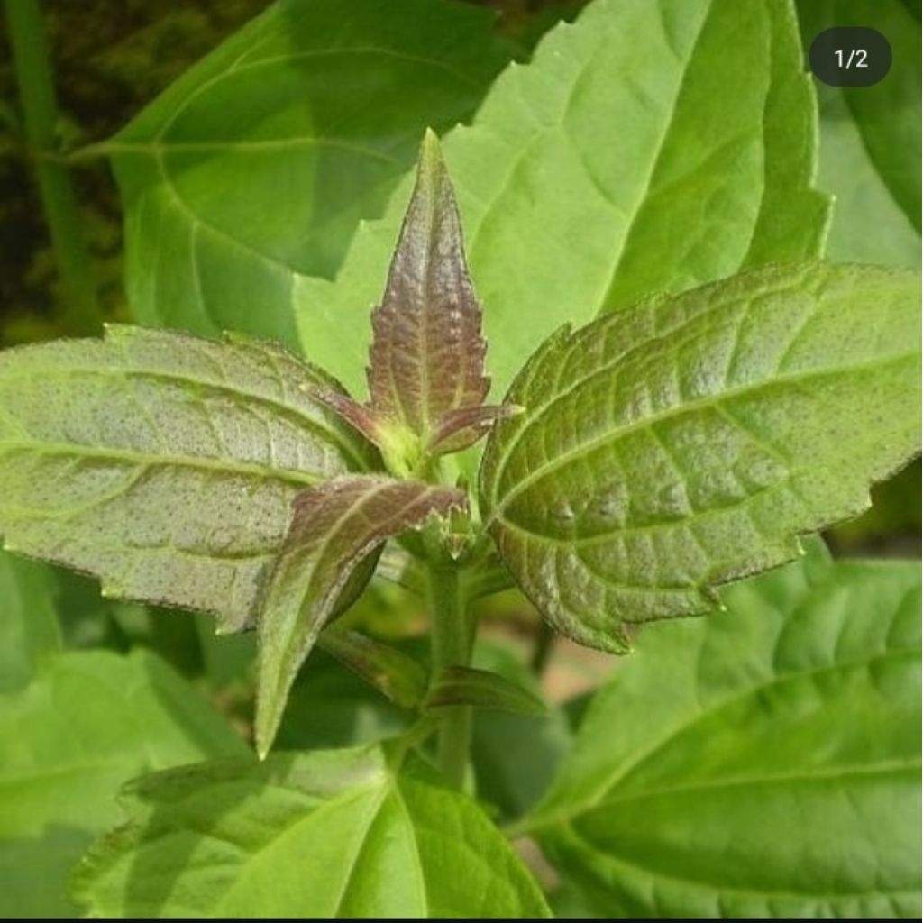 

Daun ki rinyuh segar hebal alami