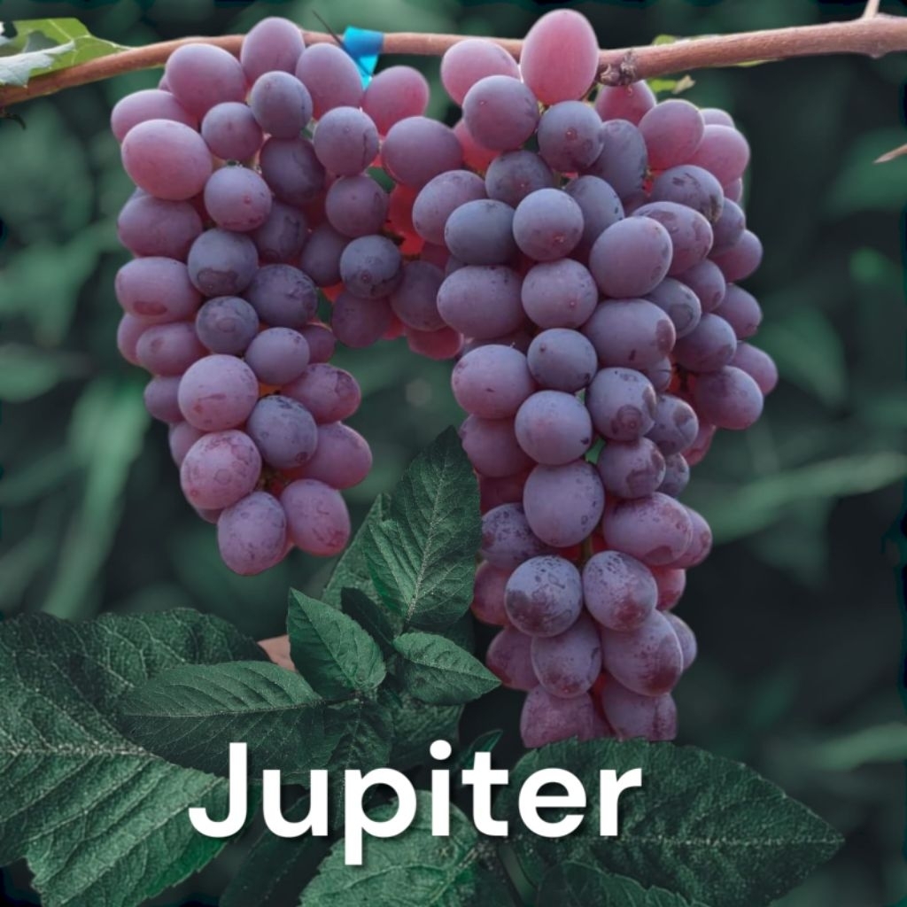 

Bibit Anggur Jupiter