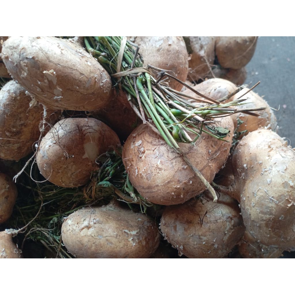 

Buah Bengkuang Bengkoang Sengkuang segar kilogram