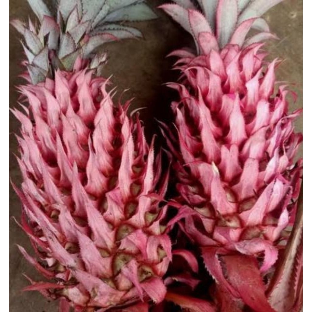 

nanas muda / nanas merah segar