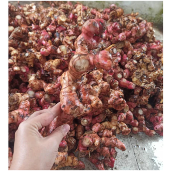 

1 kg Lengkuas Merah/ 500 gram Laos ( LAJA ) Merah Segar