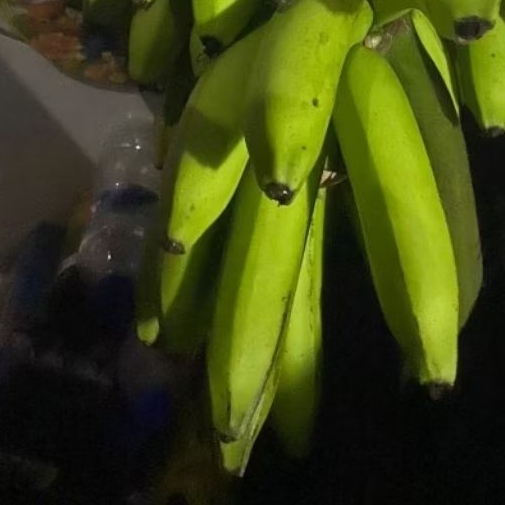 

Buah Pisang Mentah BRK 50 Ecr Pisang Bangkaulu