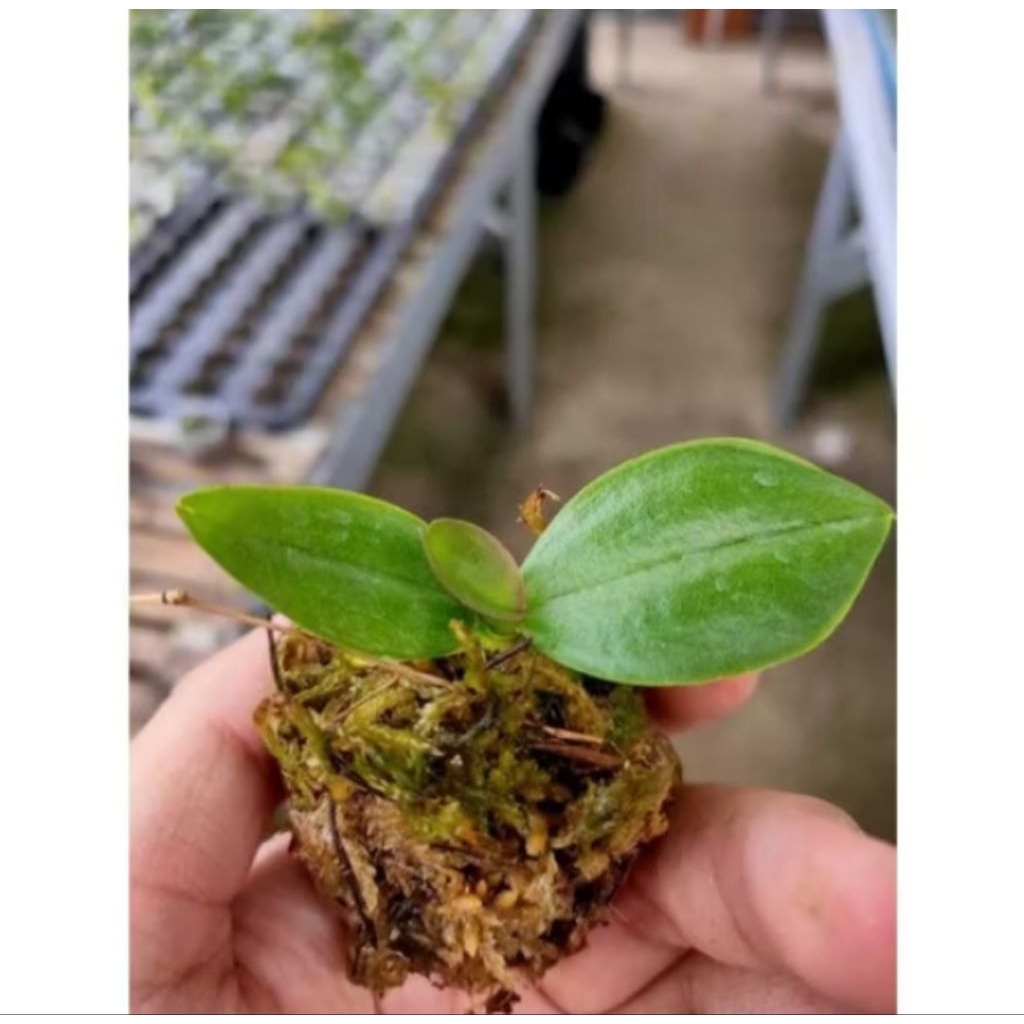 Anggrek Bulan Seedling/Anggrek Bulan mini