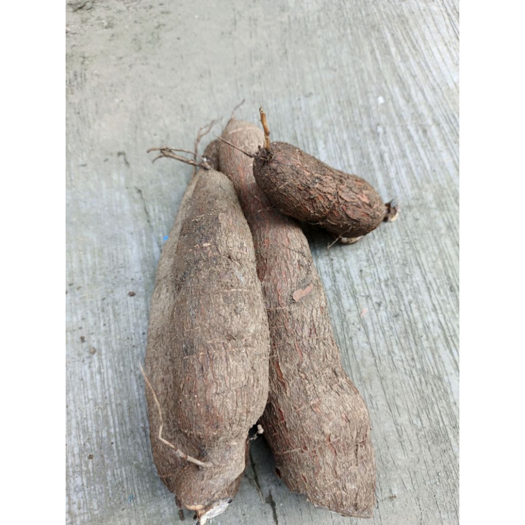 

Singkong madu khas rangkasbitung 1kg
