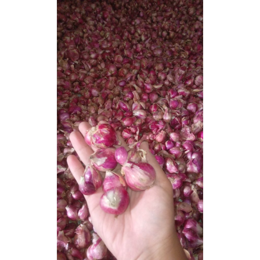 

bawang merah lokal nganjuk...