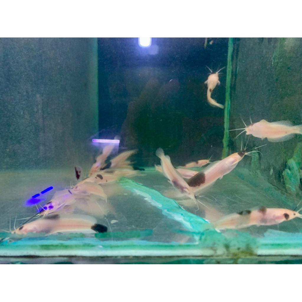 stiker lele sapi belang albino 7-8 cm