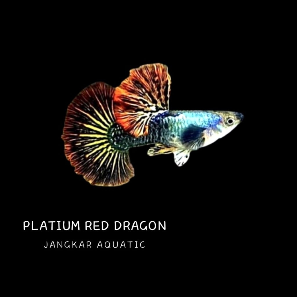 Obat guppy - Platinum Red Dragon
