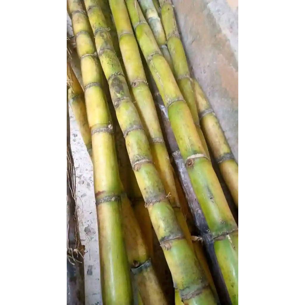 

Tebu kuning manis 1 meter