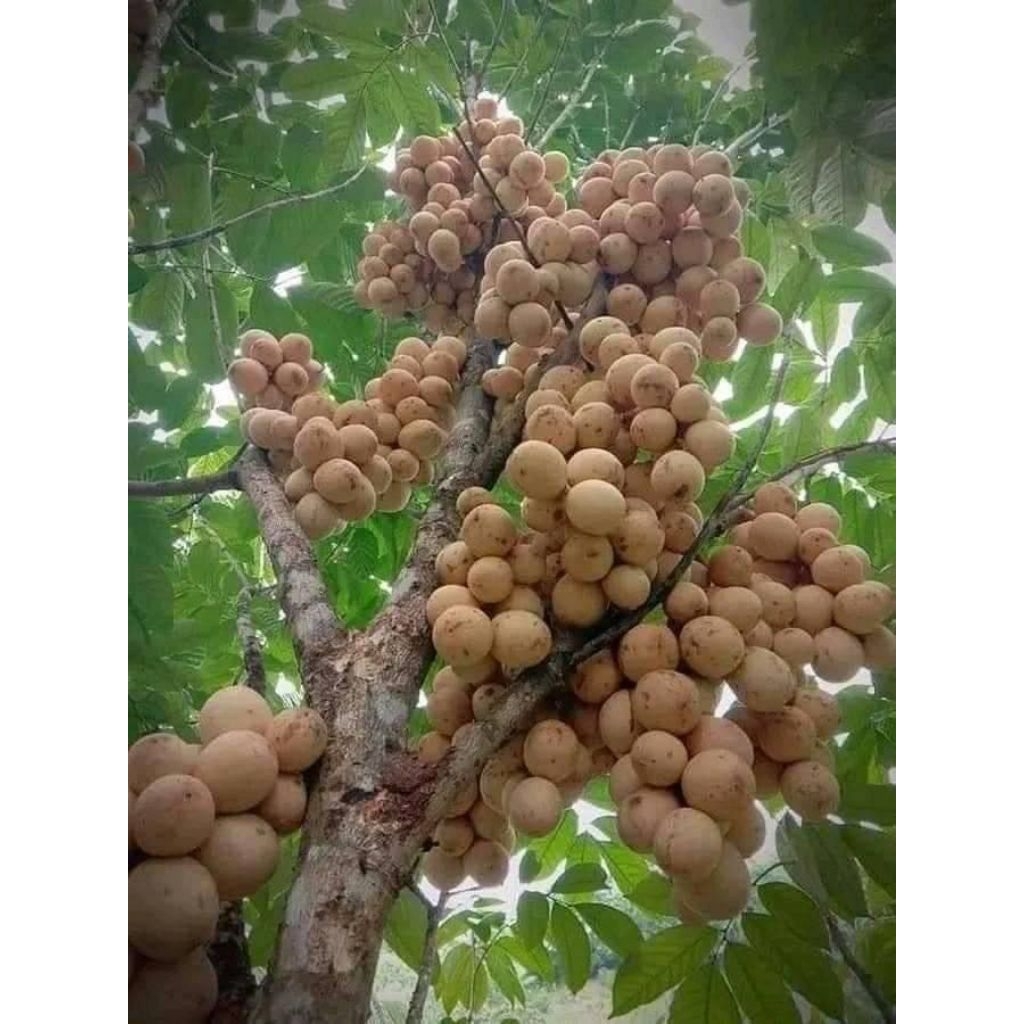 

DUKU SEGAR MANIS 500 GRAM