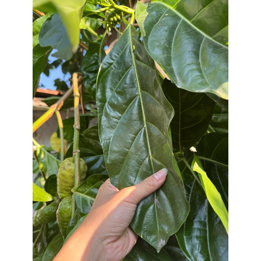 

Daun mengkudu segar, Daun Pace , Daun Noni , langsung petik dari pohon