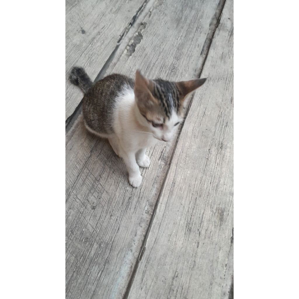 

notebook yg di twitter