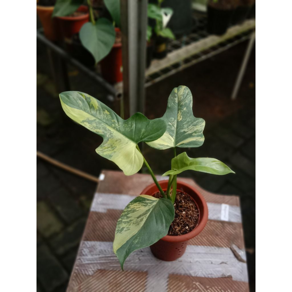 philodendron violin varigata