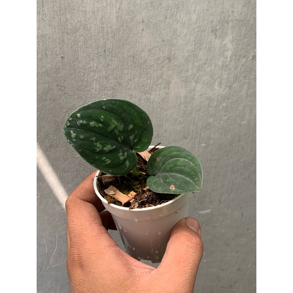 Scindapsus Snake scale