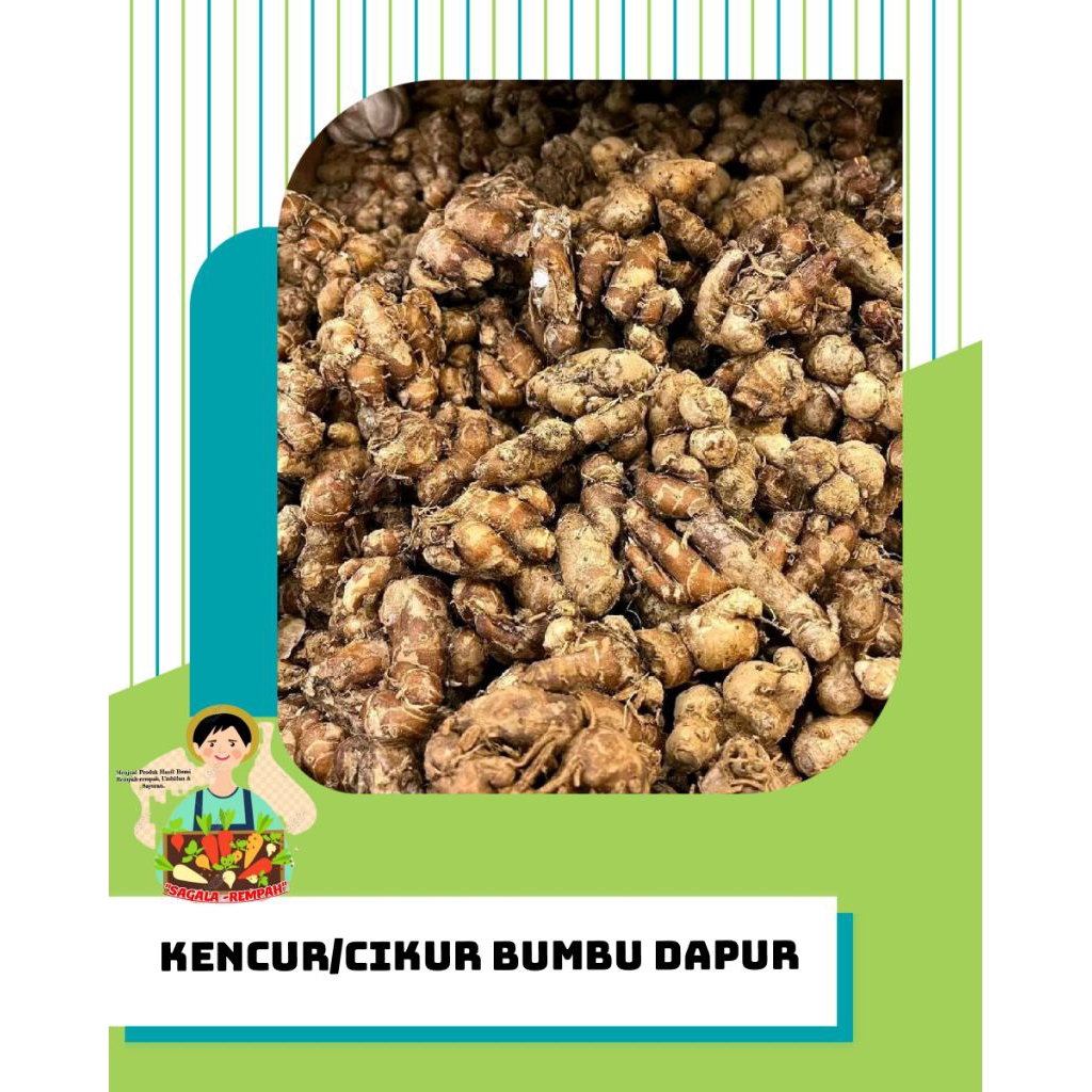 

KENCUR 500 Gram