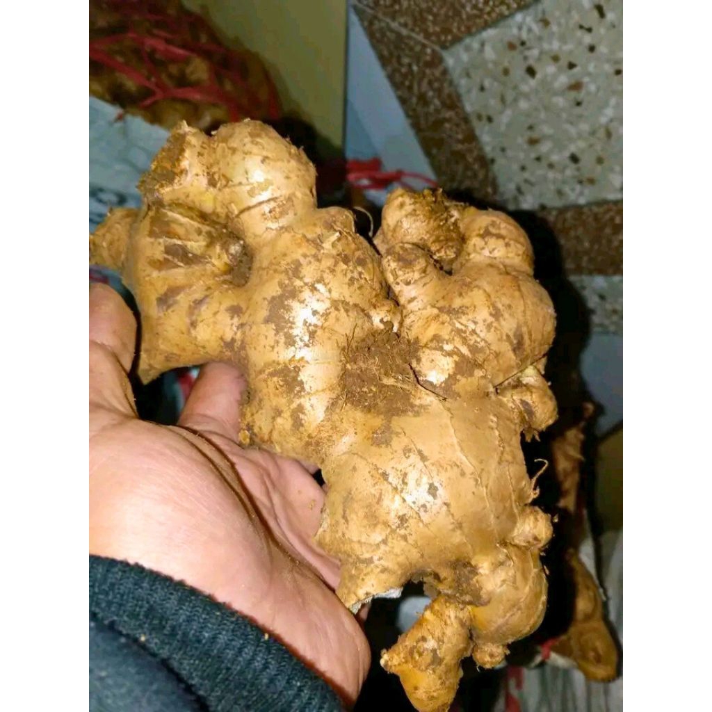 

JAHE GAJAH BUMBU DAPUR OBAT HERBAL FRES 1 KG