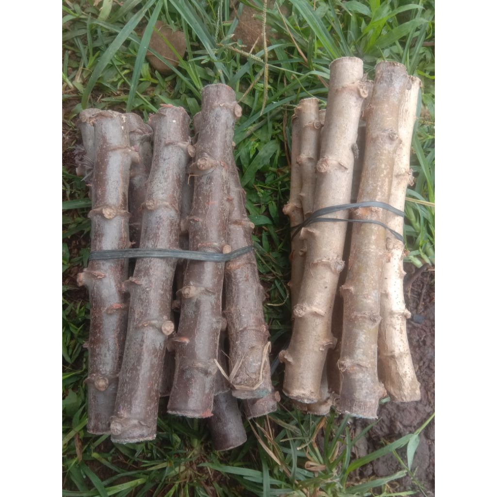 

Benih ubi kayu / singkong / sampeu