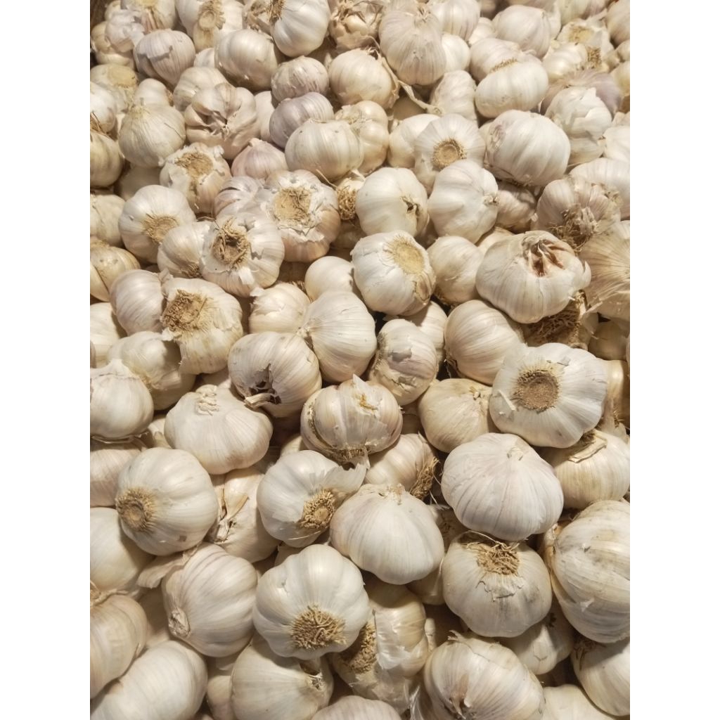 

Bawang putih Kulit 1 kg harga termurah