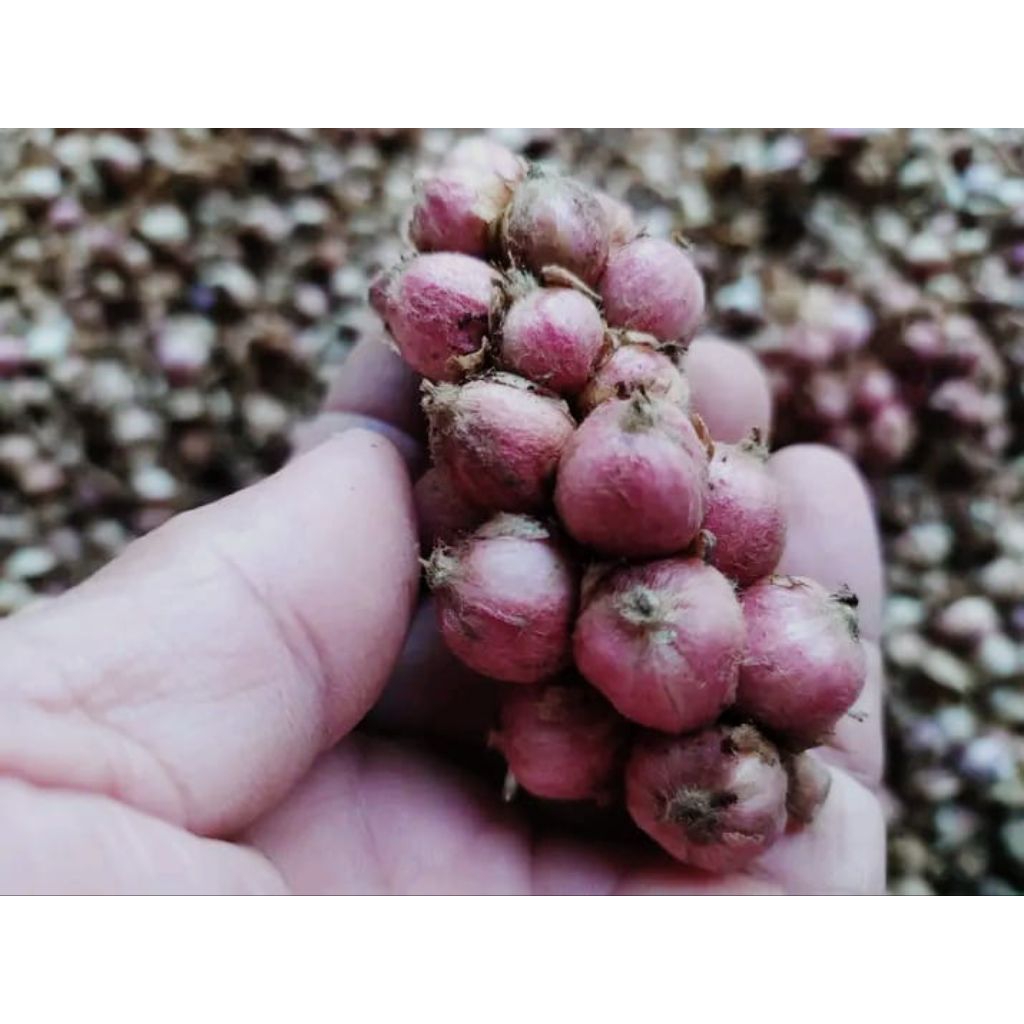 

kapulaga basah (kapol)