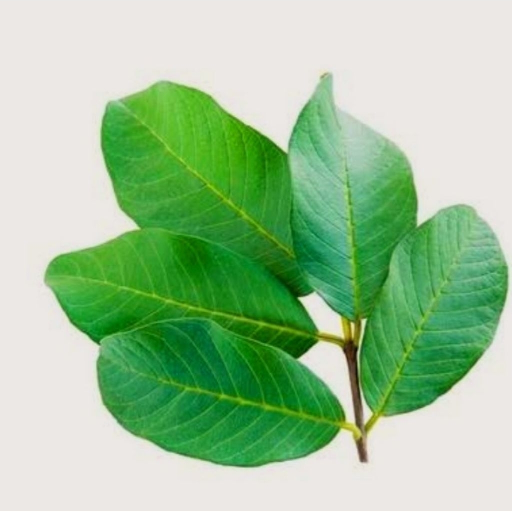 

Daun Jambu biji segar