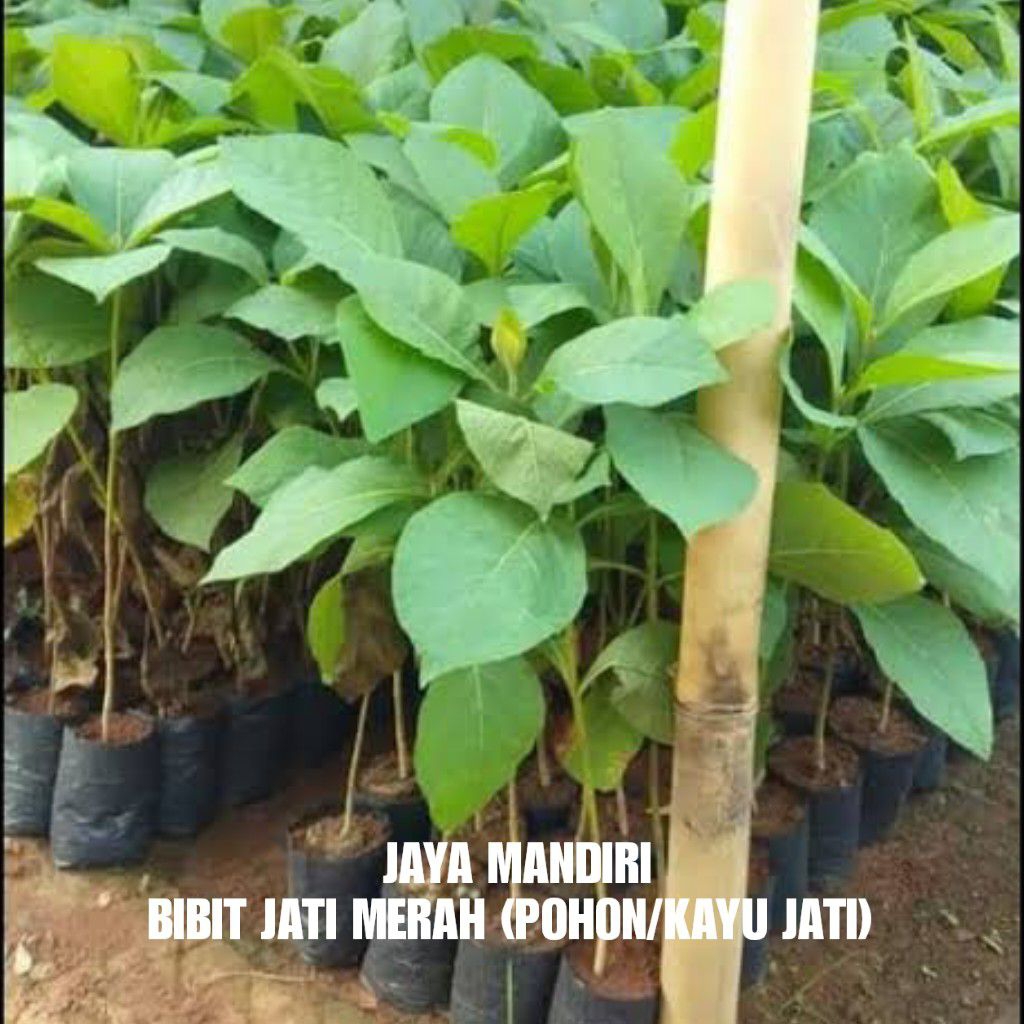 BIBIT JATI MERAH SUPER (POHON/KAYU JATI)