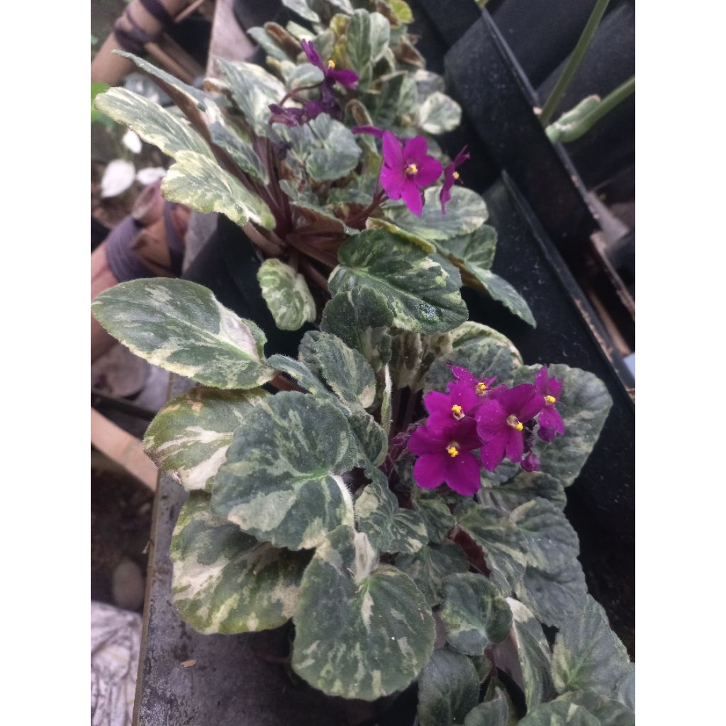 Tanaman Hias Violces Variegata / Tanaman Bunga Variegata