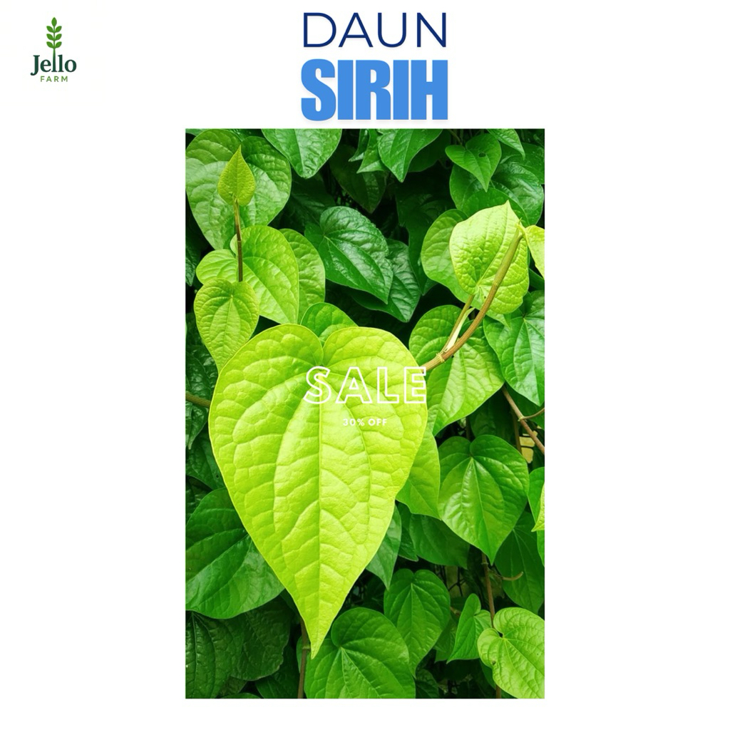 

daun sirih segar per helai di petik langsung dari kebun