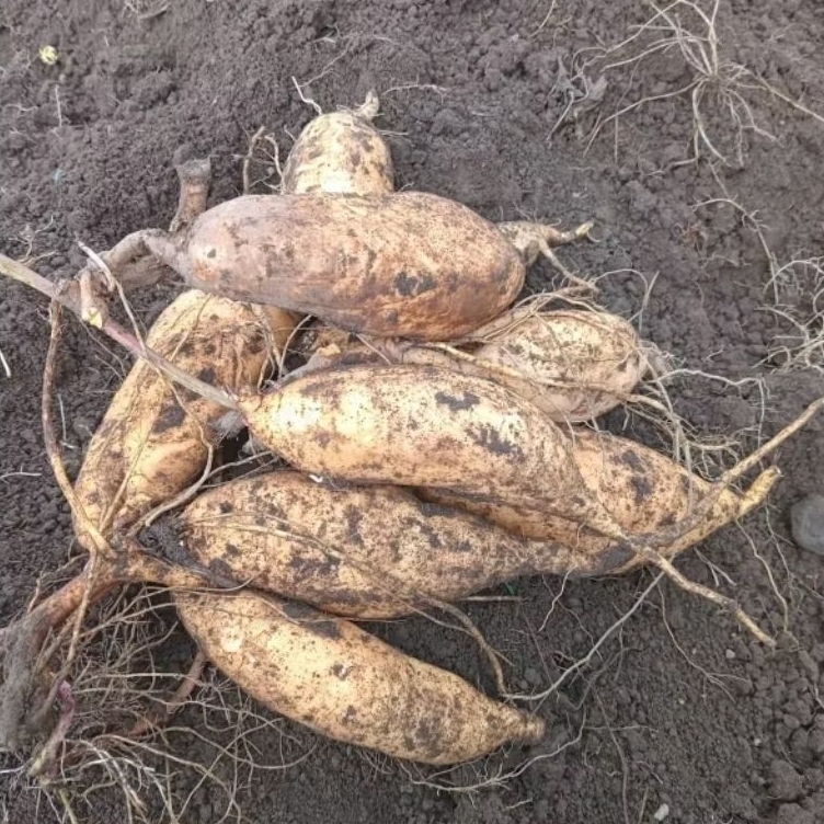 

UBI CILEMBU MADU SUPER KHUSUS OVEN ANTI GAGAL