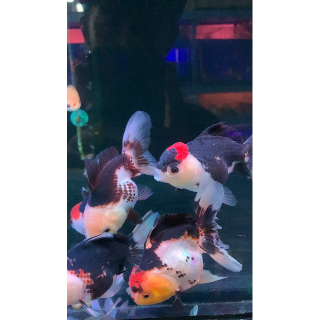 IKAN KOKI ORANDA PANDA