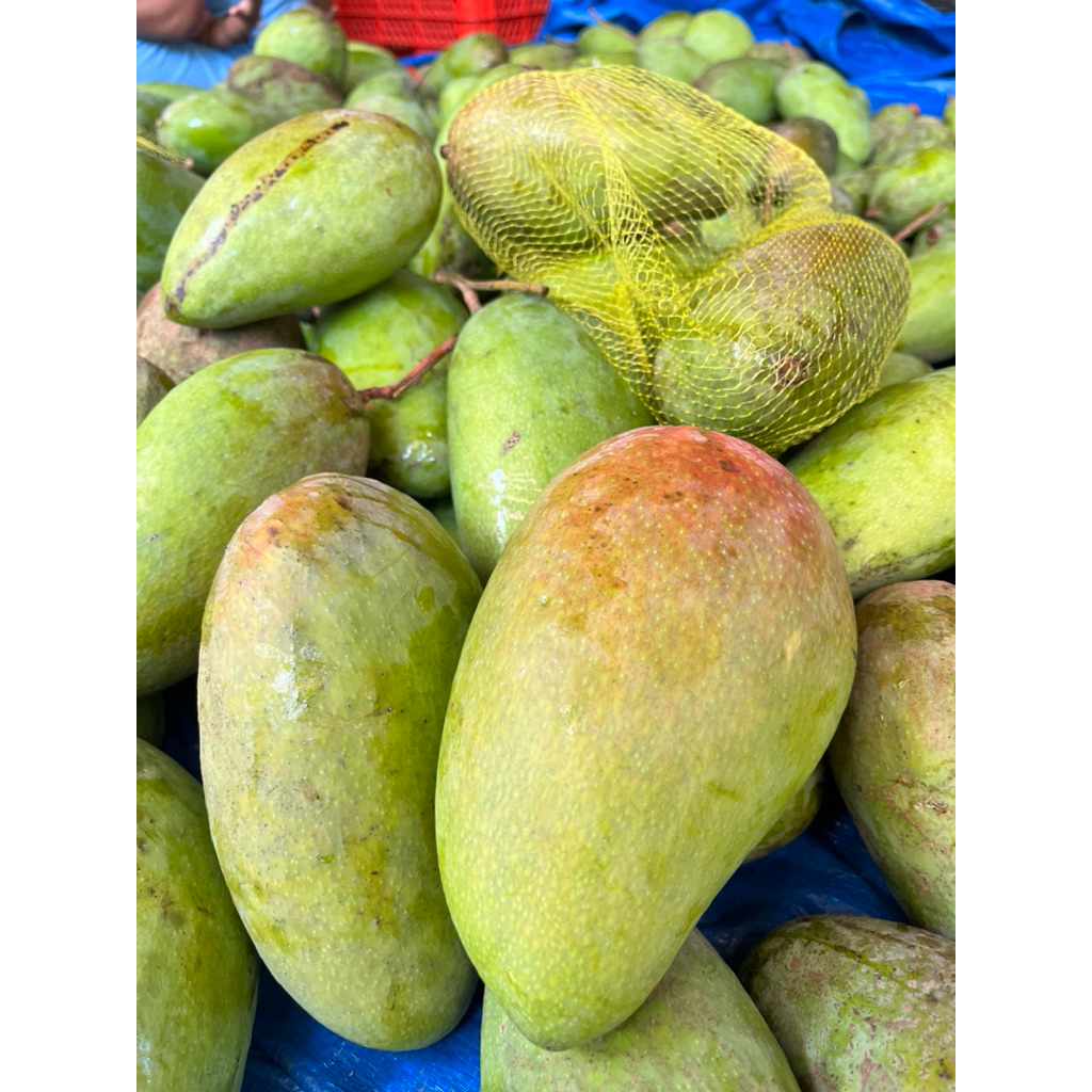 

Buah Mangga Kiojay atau Mangga Thailand